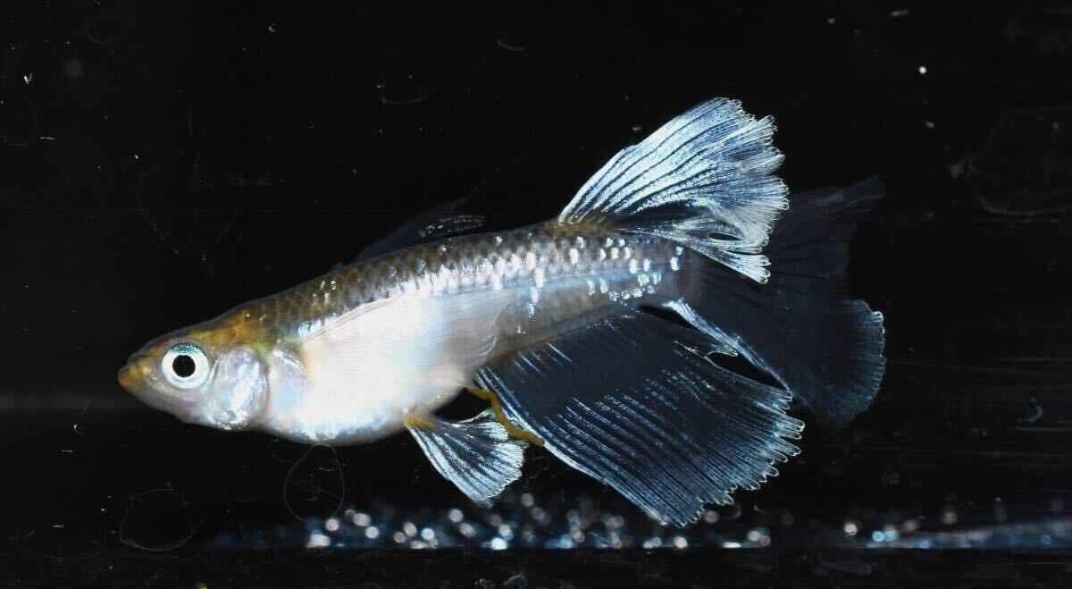 【メダカファーム本陣】【クロマージュ】リアルロングフィン　仔魚７匹+α（超極上種親画像）_画像4