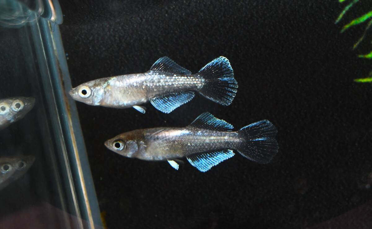 【メダカファーム本陣】H-14【フロマージュ】光体型 若魚♂1♀2 現物出品！！の画像6