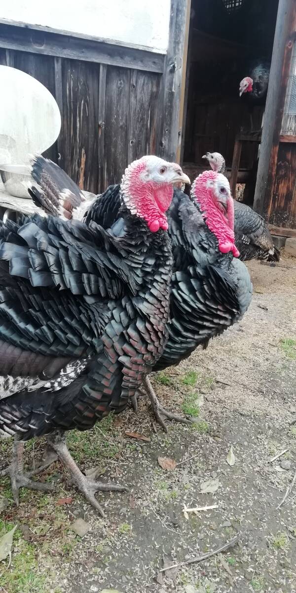 【有精卵】七面鳥の卵　10個【食用】_画像4