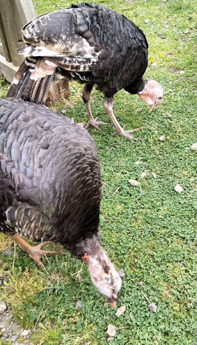 【有精卵】七面鳥の卵　5個【食用】_画像2