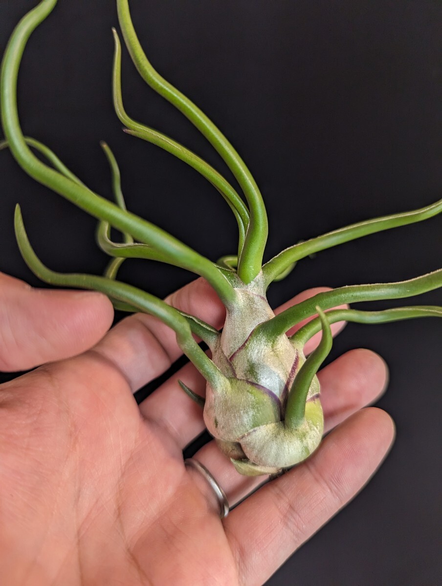 ★ワンコインスタート★ Tillandsia bulbosa white giant ティランジア エアプランツ _画像7