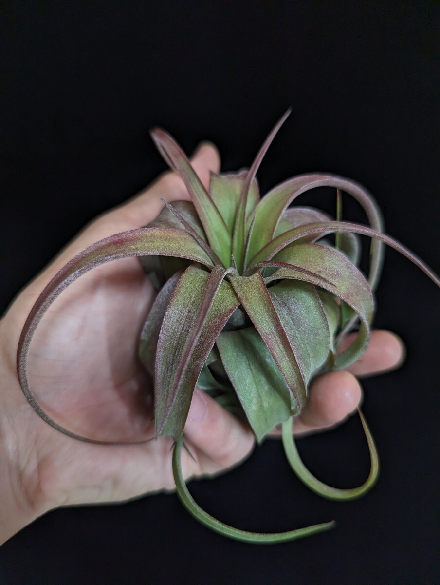 ★ワンコインスタート★ Tillandsia 'Eric Knobloch' （T. brachycaulos x streptophylla) ティランジア エアプランツ の画像8