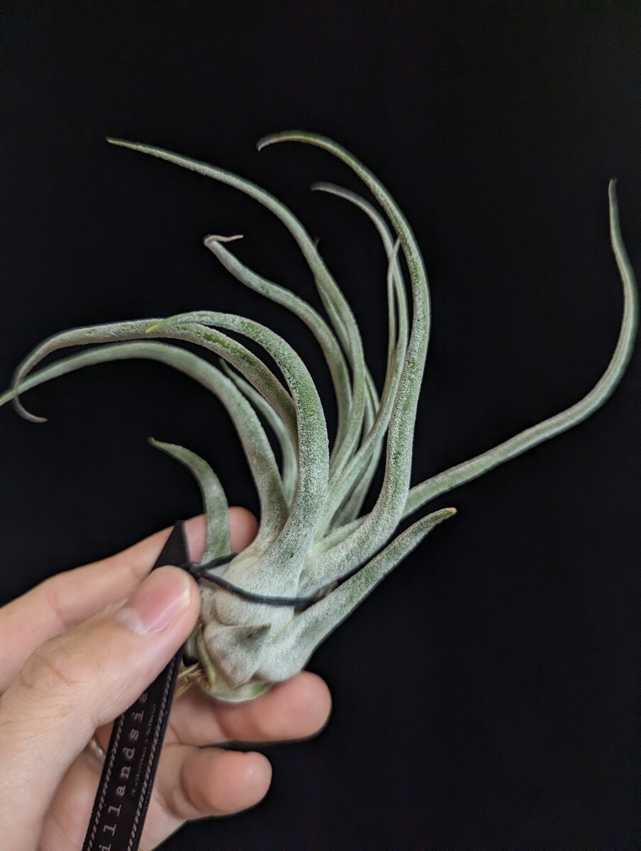 ★タグ付き＆ワンコインスタート★Tillandsia 'Ty' (T. ehlersiana x bulbosa) ティランジア エアプランツ _画像6