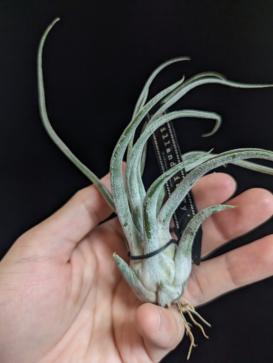 ★タグ付き＆ワンコインスタート★Tillandsia 'Ty' (T. ehlersiana x bulbosa) ティランジア エアプランツ _画像3