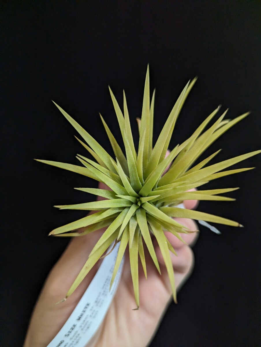 ★タグ付き＆ワンコインスタート★Tillandsia ionantha ‘Sumo Size White‘ from RFI ティランジア エアプランツ _画像2