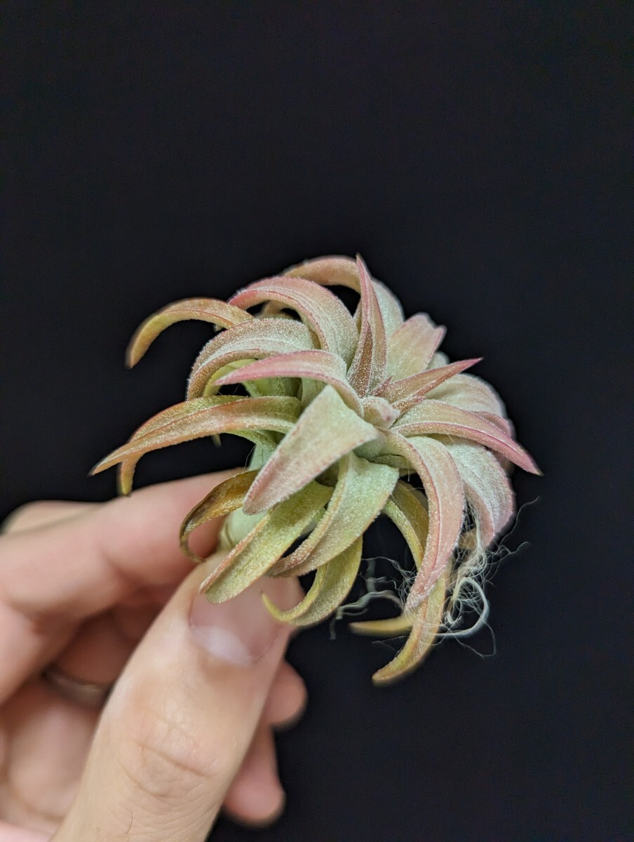 ★謎種付き＆ワンコインスタート★ Tillandsia vanhyningii Jumbo ティランジア エアプランツ の画像2