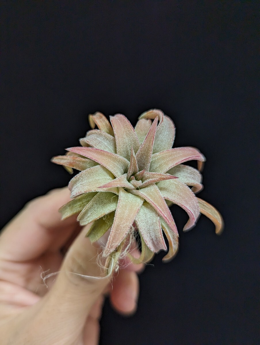 ★謎種付き＆ワンコインスタート★ Tillandsia vanhyningii Jumbo ティランジア エアプランツ の画像3