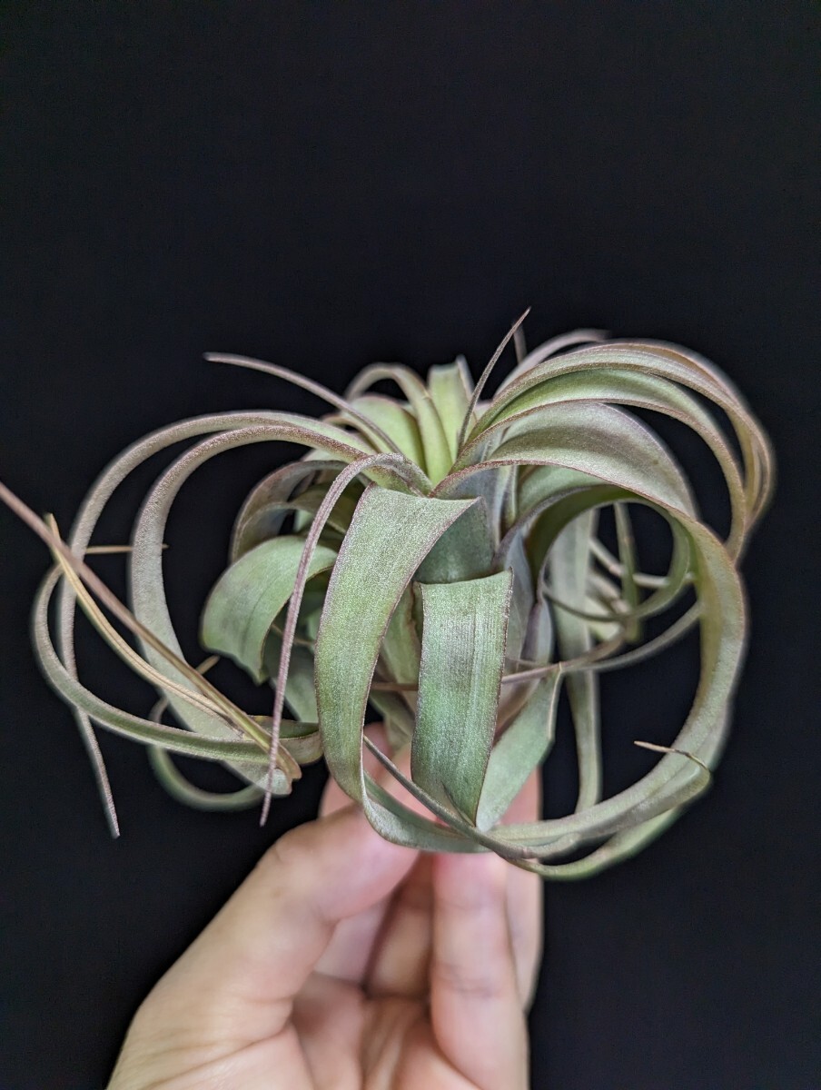 ★ワンコインスタート★ Tillandsia 'Eric Knobloch' （T. brachycaulos x streptophylla) ティランジア エアプランツ _画像5