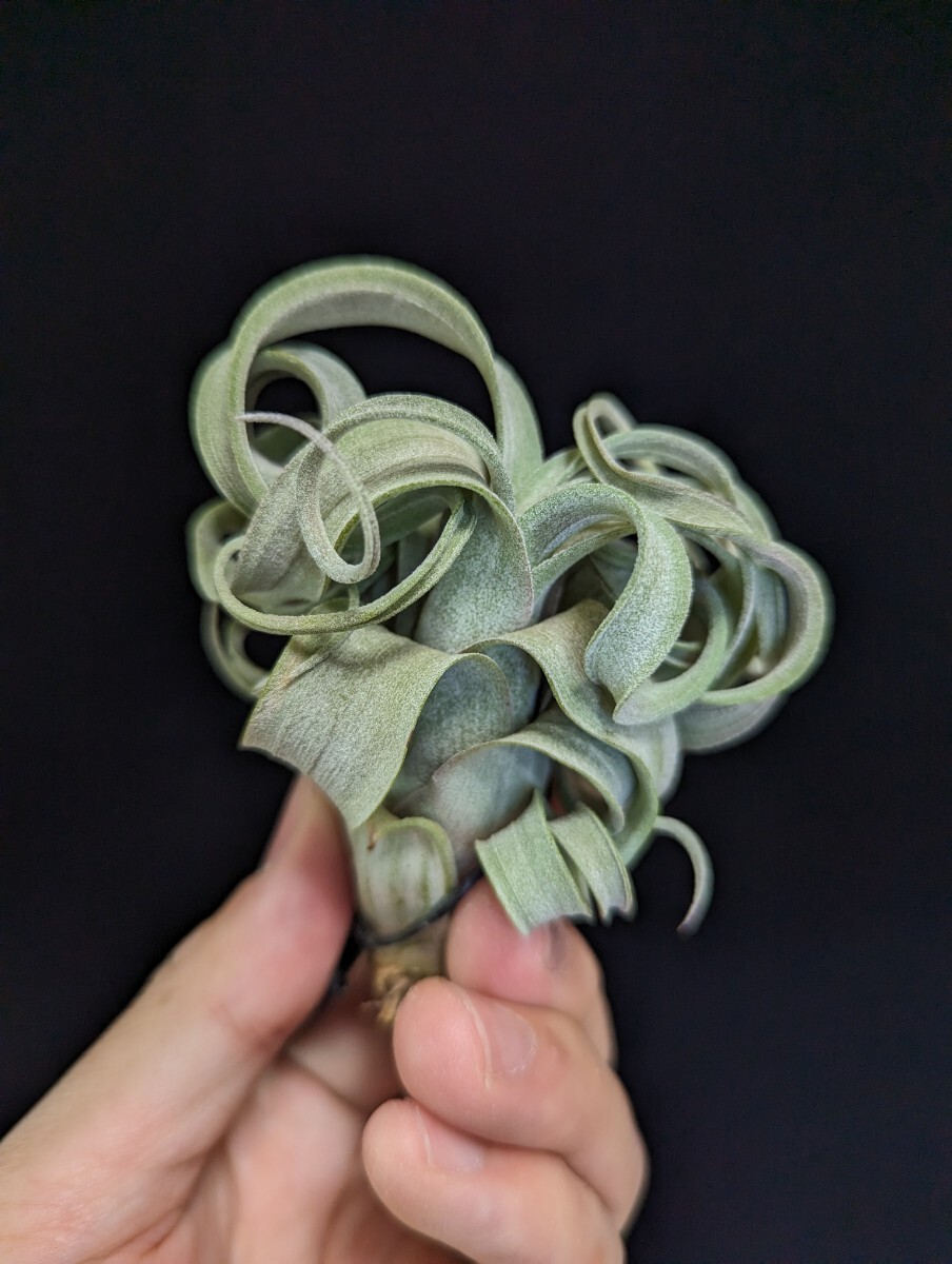 ★タグ付き+ワンコインスタート★ Tillandsia 'Curly Slim' (T.intermedia x streptophylla) ティランジア エアプランツ の画像5