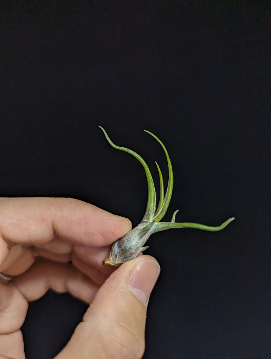 ★ワンコインスタート★Tillandsia bulbous baby form RFI ティランジア エアプランツ イオナンタ_画像2