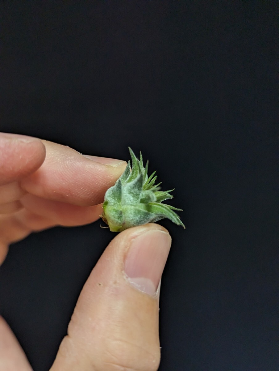 ★ワンコインスタート★Tillandsia ionantha ‘Rosita Giant clone’ ティランジア エアプランツ の画像4