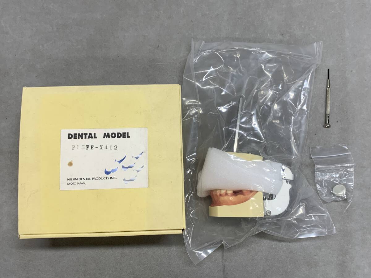 4＃G/3951 DENTAL MODEL P15FE-X412 NISSIN DENTAL PRODUCTS INC 歯科模型 歯科学教育 未使用品 60サイズの画像1