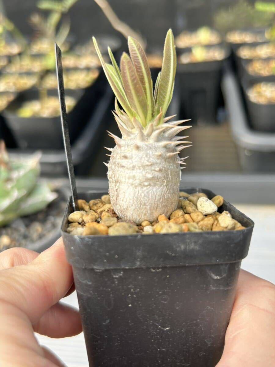 パキポディウム デンシフローラム Pachypodium densiflorum コーデックス 塊根植物多肉植物 ビザールプランツ 検索グラキリス の画像3