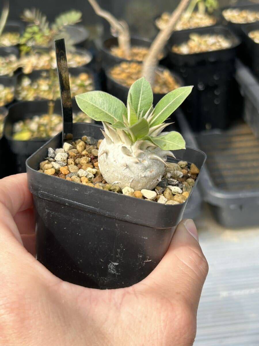 パキポディウム エブレネウム Pachypodium rosulatum var. eburneum コーデックス　塊根植物多肉植物 ビザールプランツ　検索グラキリス _画像4