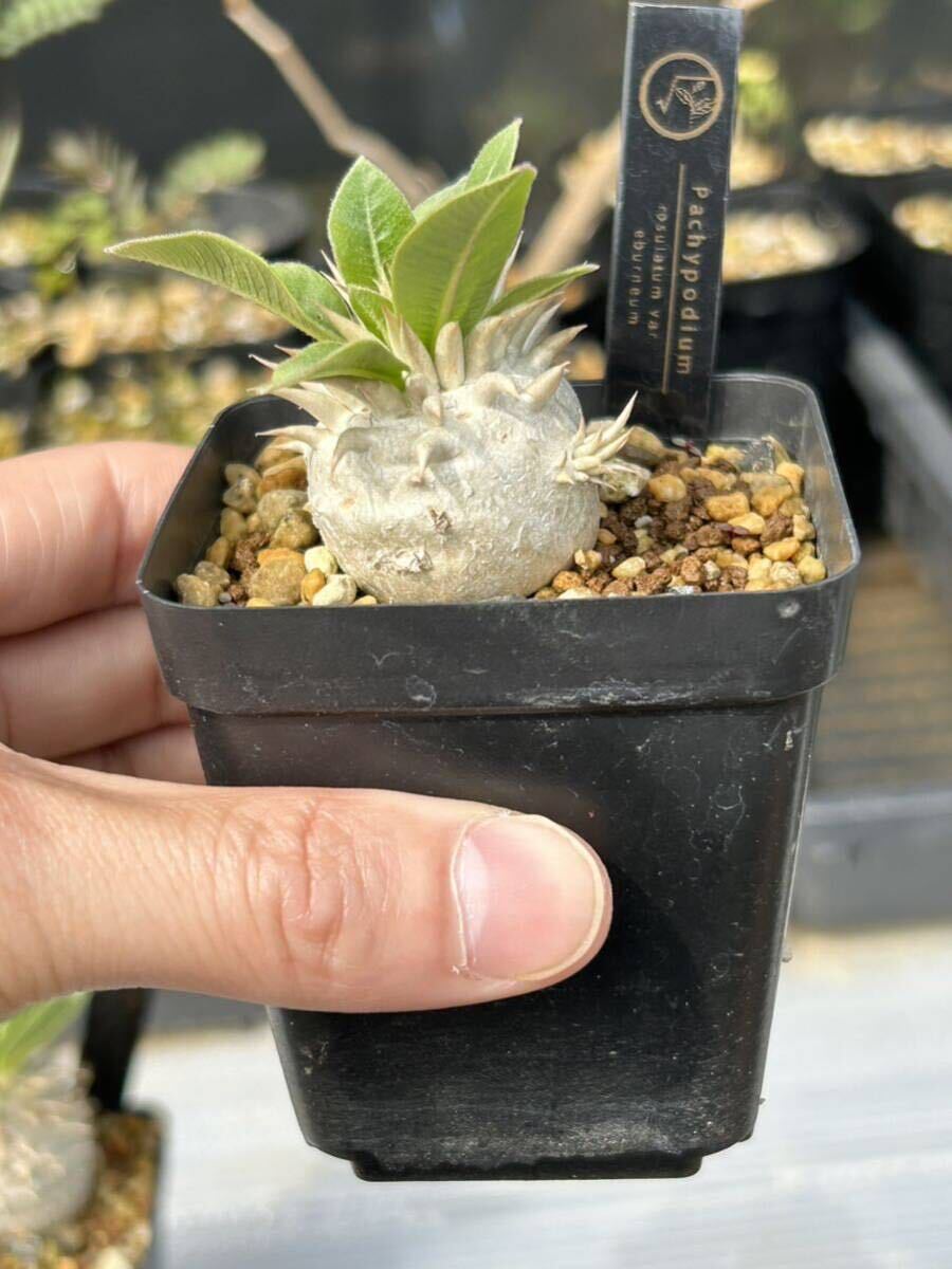 パキポディウム エブレネウム Pachypodium rosulatum var. eburneum コーデックス　塊根植物多肉植物 ビザールプランツ　検索グラキリス _画像1