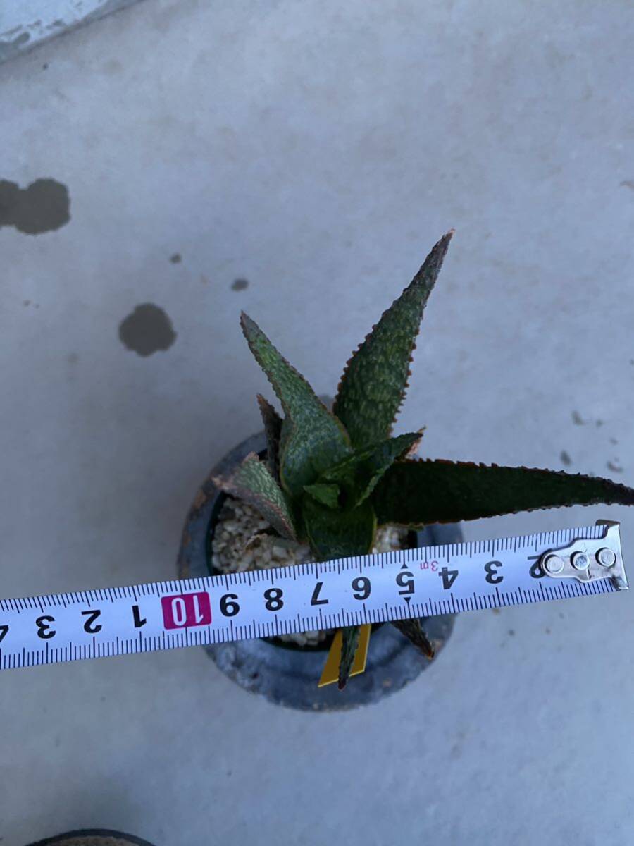  aloe hybrid Aloe Hybrid