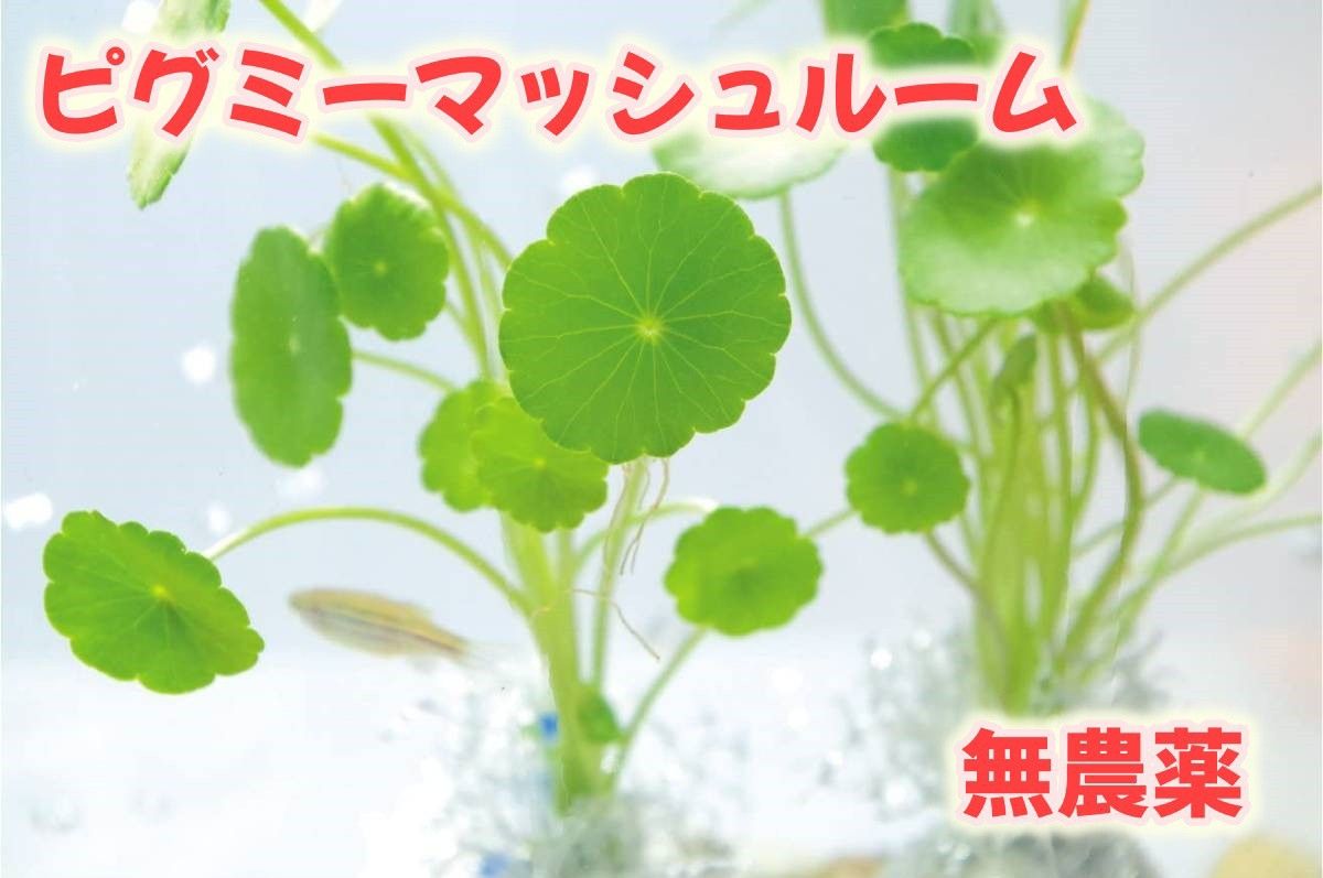 【無農薬】(水草セット)ピグミーマッシュルーム＆アンブリア-キクモ