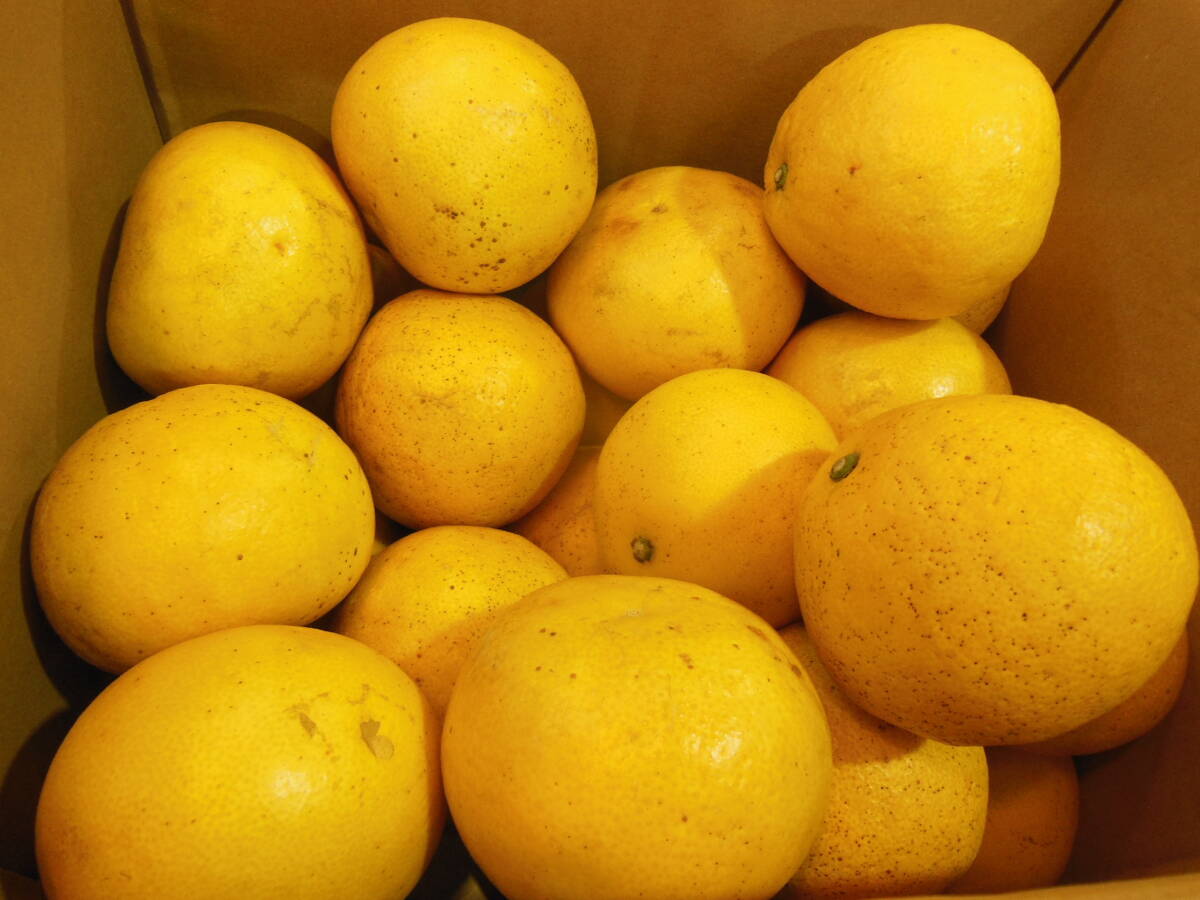  earth . pomelo Ehime prefecture production quotient company shipping goods non-standard 2L approximately 9~10. entering 25 sphere rom and rear (before and after) normal temperature . warehouse goods . home use 