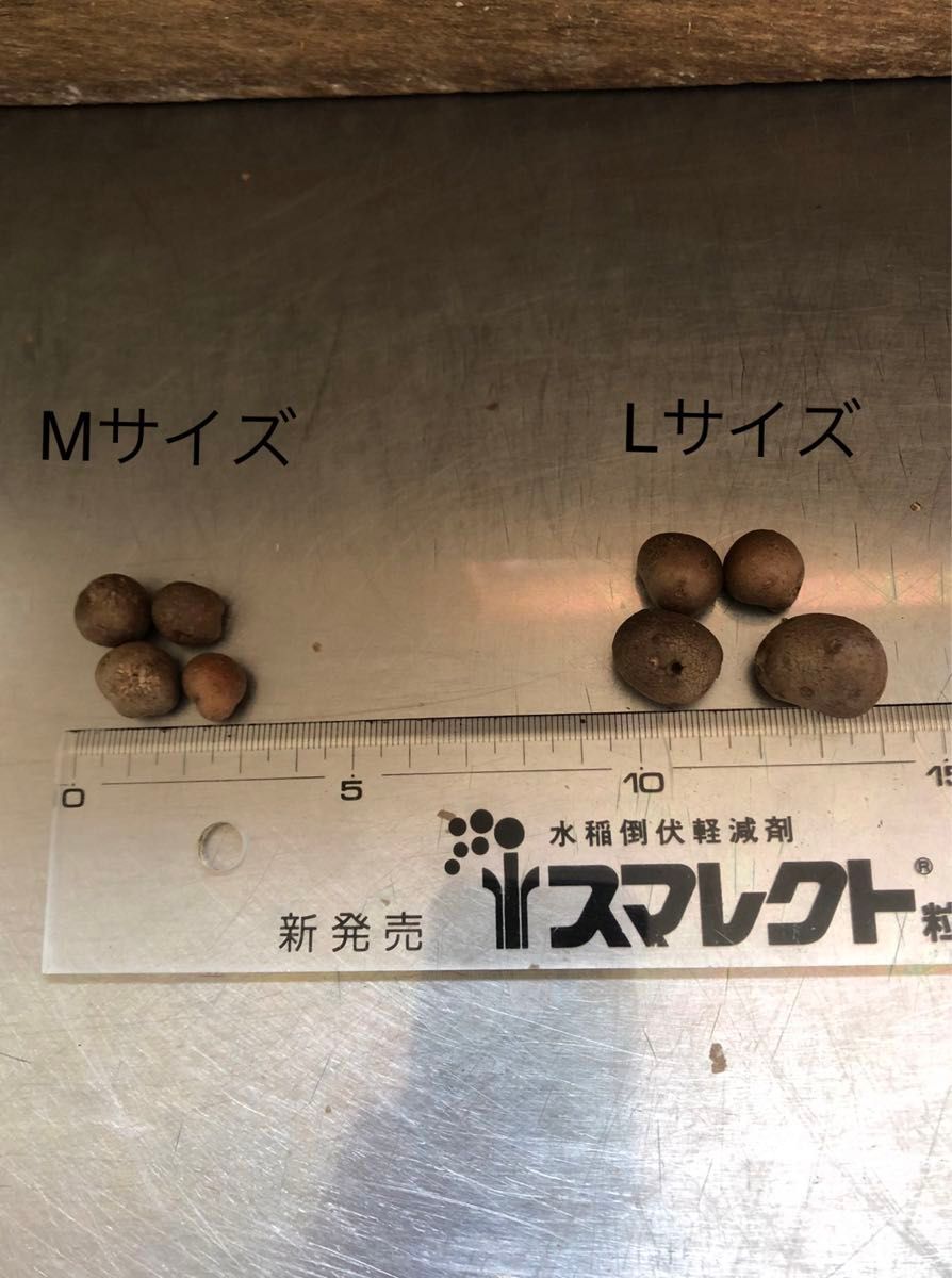 ムカゴ　むかご　Lサイズ　1.2kg 岩手県八幡平市産