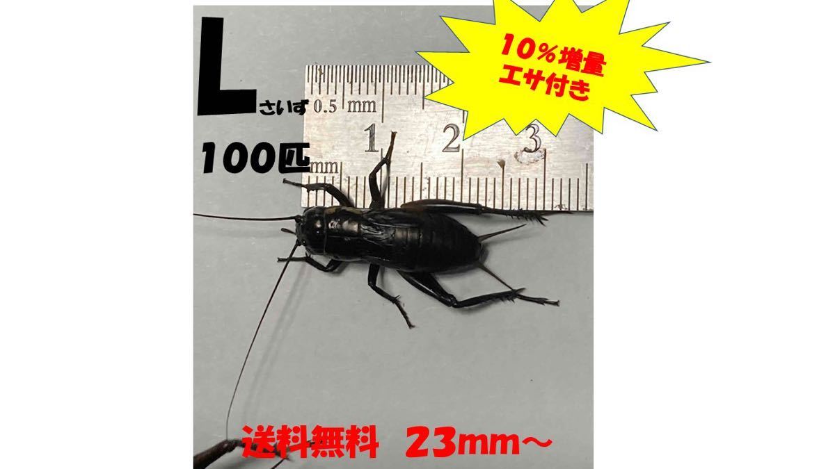 《全国配送》《送料無料》《10％増量》   《エサ付き》 Ｌ23〜3mm 100匹クロコオロギ イエコオロギ フタホシコオロギの画像1