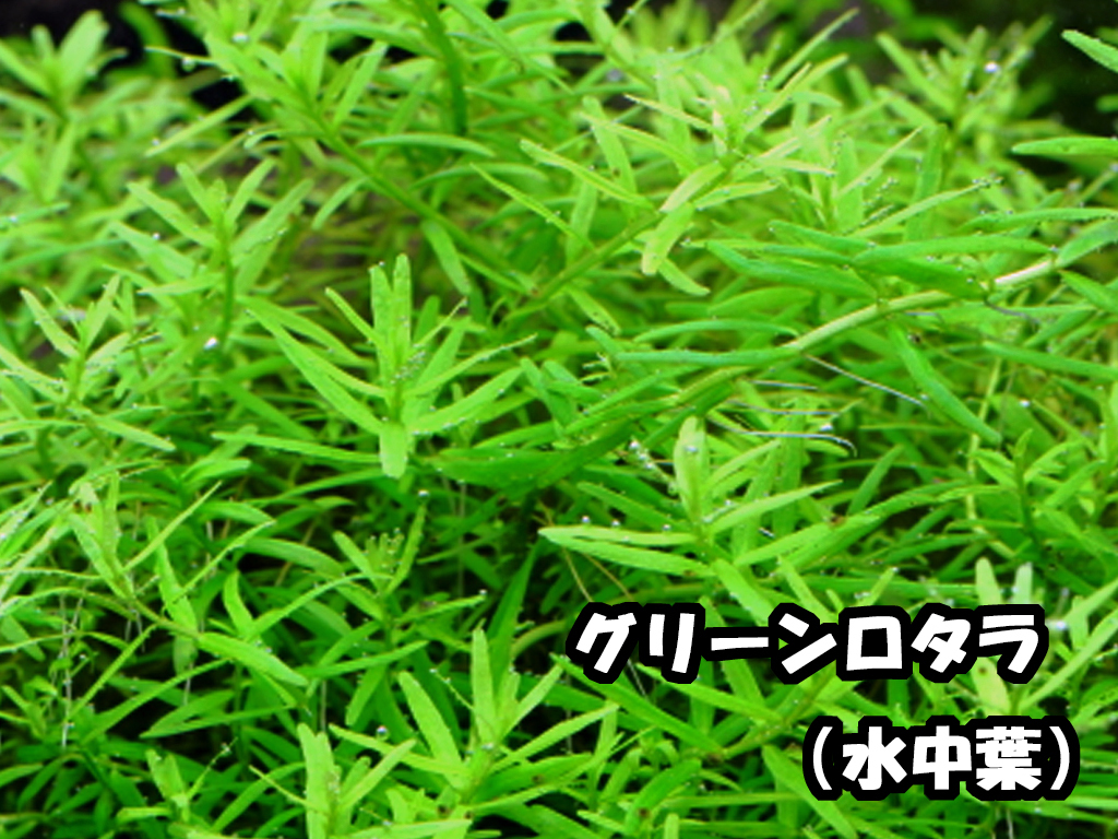 水草８種セット　はじめての人は特に水中葉がオススメ！水中葉のみ！ 簡単・入門種 【赤系美種・モス・ロタラ等】 無農薬　追加も可能_画像3