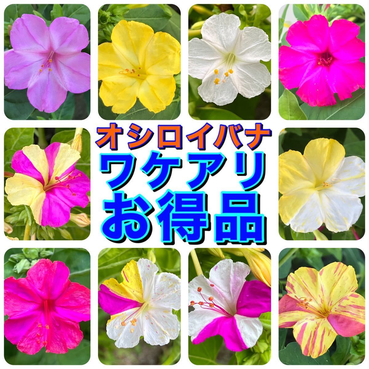 【ワケアリ】　オシロイバナの種　40粒　色不明　お得品　花の種_画像1