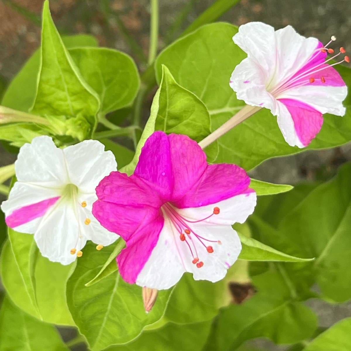 オシロイバナの種(白×ピンク) 20粒　　　　　花の種