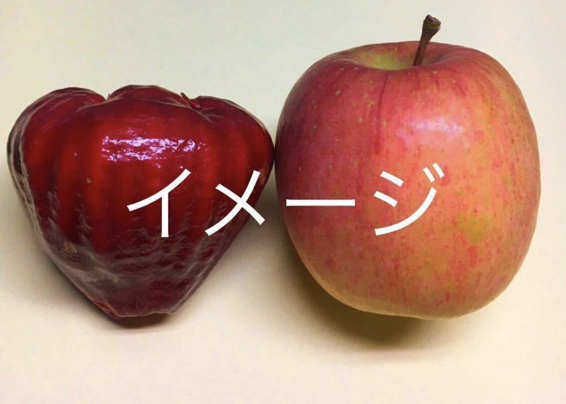 レア 琉球カラキ 黒真珠レンブ 取木苗 各1本 送料込み|Yahoo レア 琉球カラキ 黒真珠レンブ 取木苗 各1本 送料込み|Yahoo