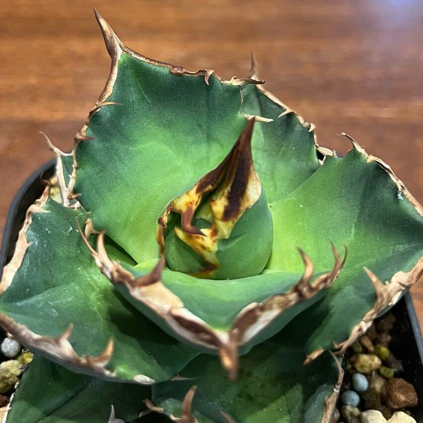 カキコ①　Agave titanota kelly clone アガベ チタノタ ケリークローン 白犀牛 検索 シーザー ハデス 白豪刺 オアハカ_画像1