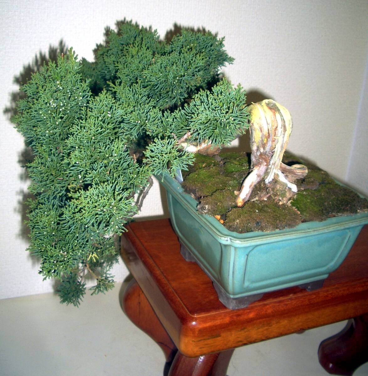 *ST pine Kashiwa bonsai * middle bonsai * genuine Kashiwa *. manner .. making, literary creation car li.,.. genuine Kashiwa * total length 38.