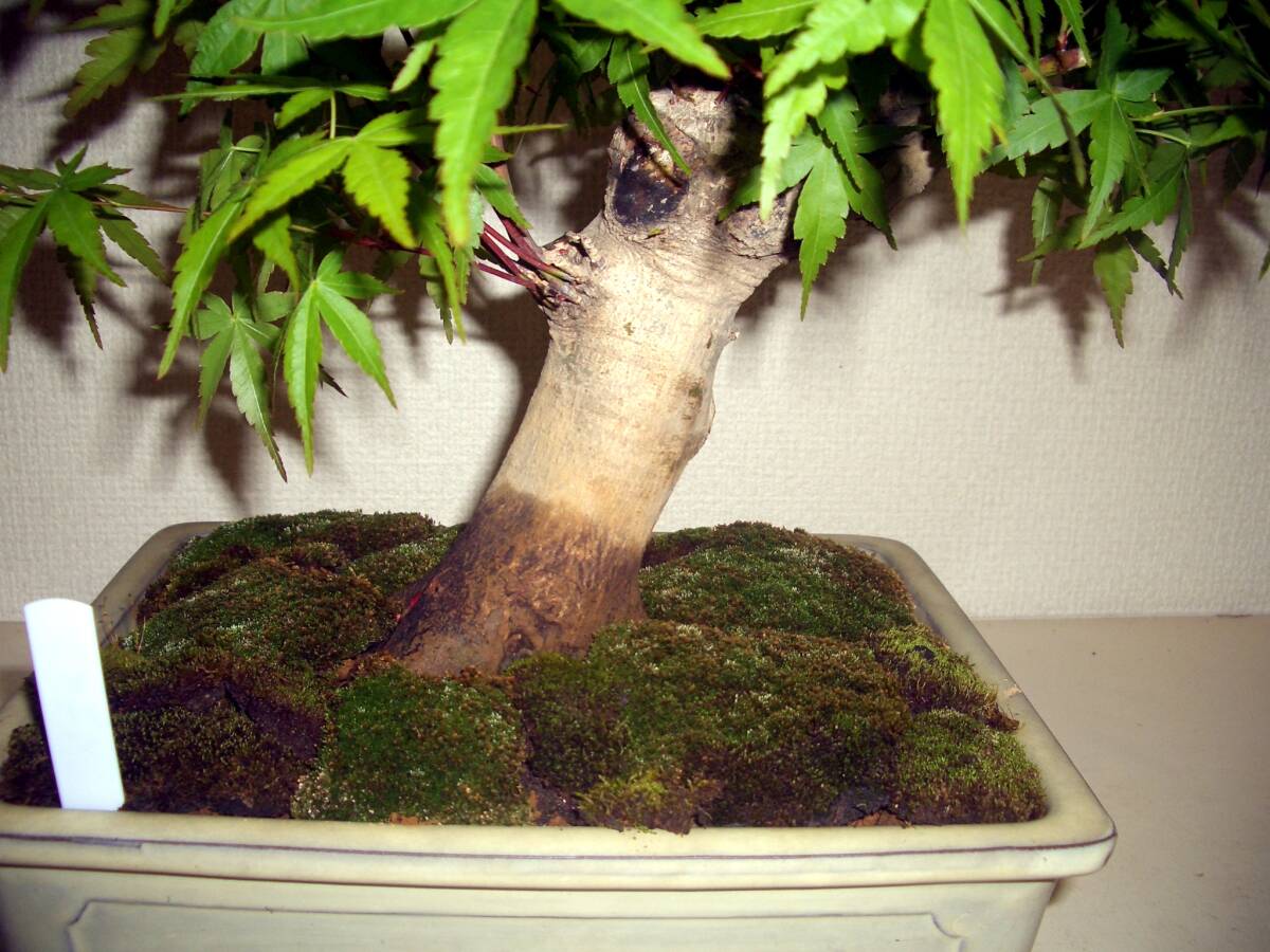 *F. дерево бонсай *momiji бонсай * популярный товар вид * futoshi .. форма * гора клен, общая длина 36cm