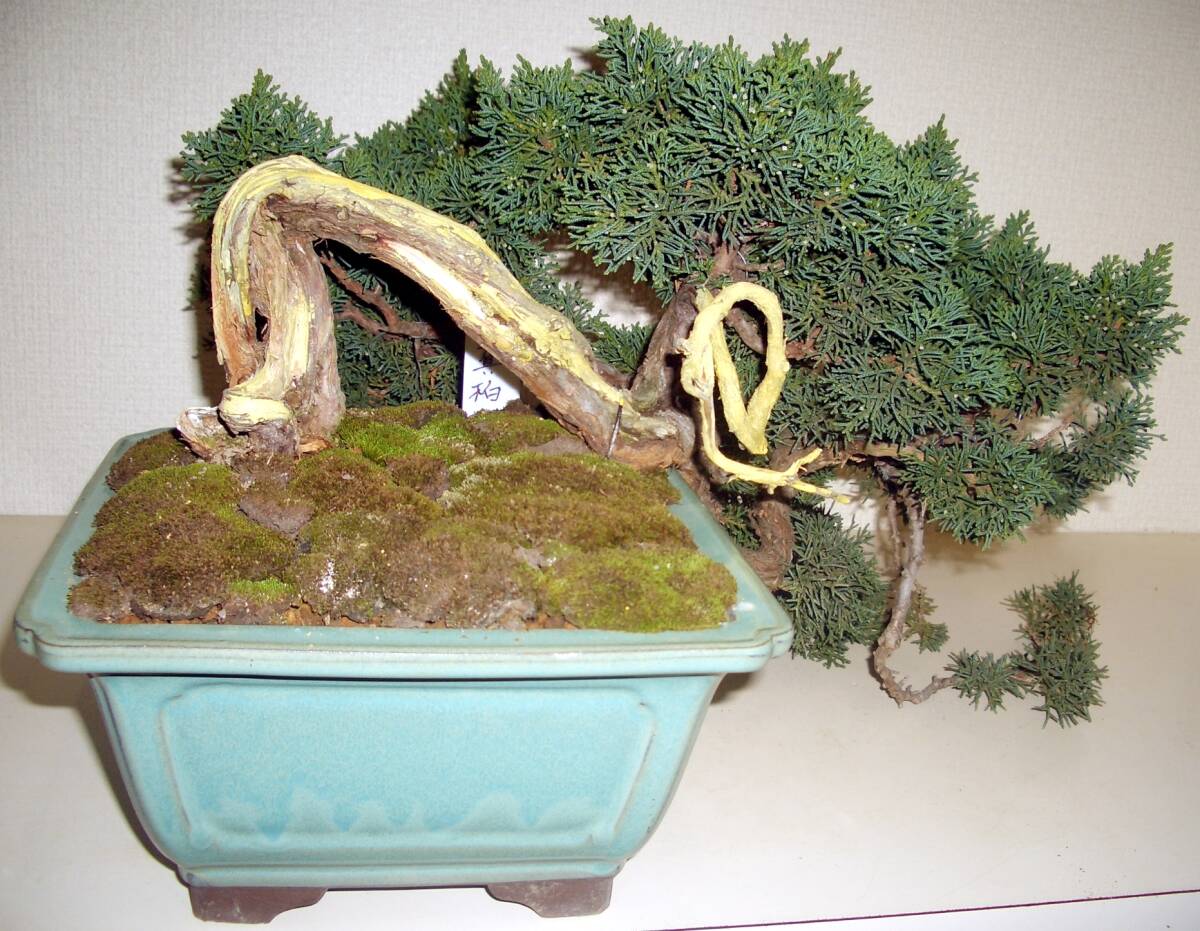 *ST pine Kashiwa bonsai * middle bonsai * genuine Kashiwa *. manner .. making, literary creation car li.,.. genuine Kashiwa * total length 38.