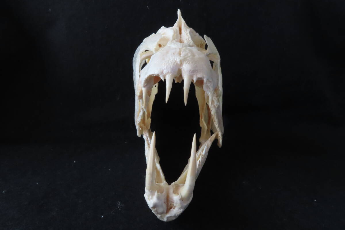 【標本博物館】[頭骨大図鑑]掲載★巨大ペーシュカショーロ頭骨★ 頭骨 剥製 標本 熱帯魚の画像5
