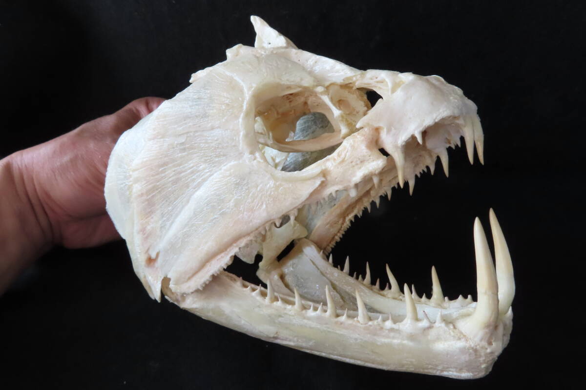 【標本博物館】[頭骨大図鑑]掲載★巨大ペーシュカショーロ頭骨★ 頭骨 剥製 標本 熱帯魚の画像1