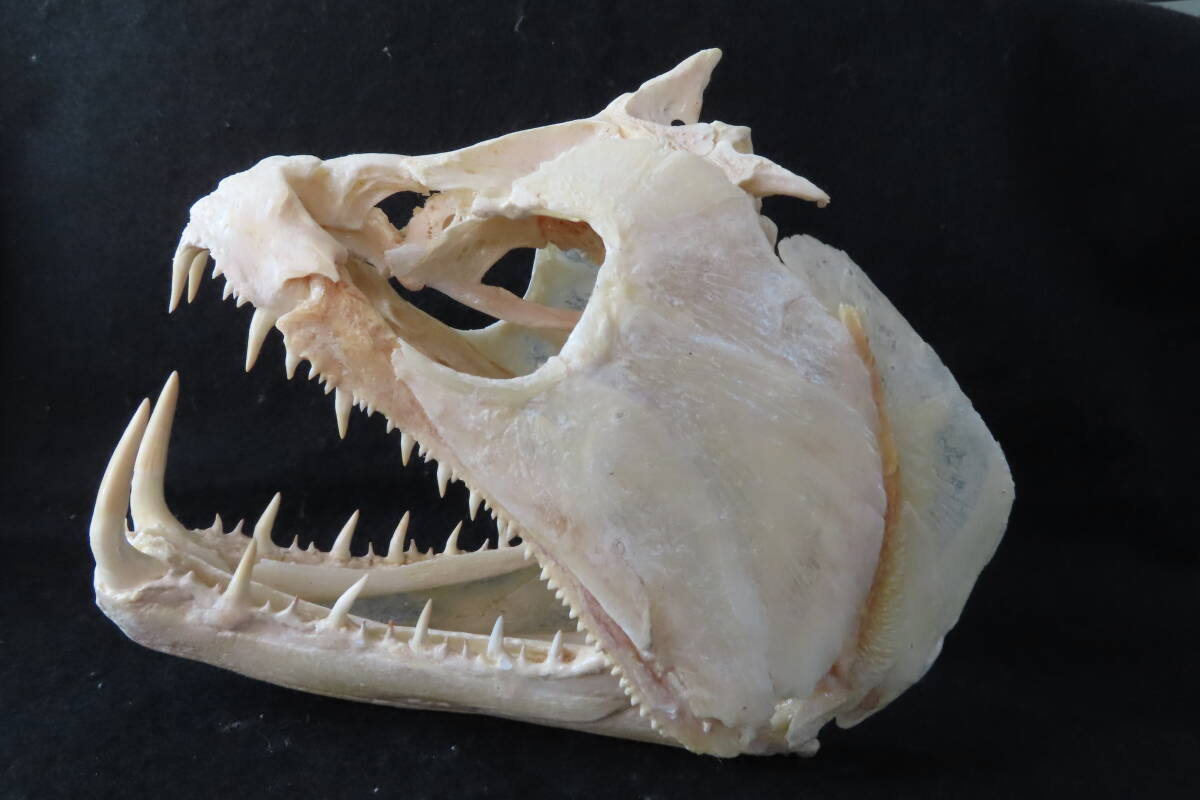 【標本博物館】[頭骨大図鑑]掲載★巨大ペーシュカショーロ頭骨★ 頭骨 剥製 標本 熱帯魚の画像3