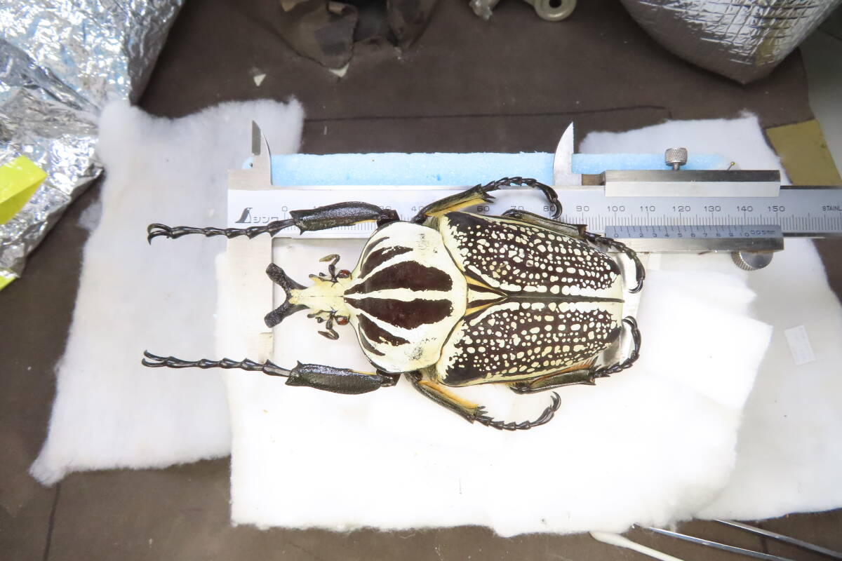 【虫研】★大型シラフオオハナムグリ99.4㎜★ カブトムシ クワガタムシ 昆虫 標本 剥製の画像3