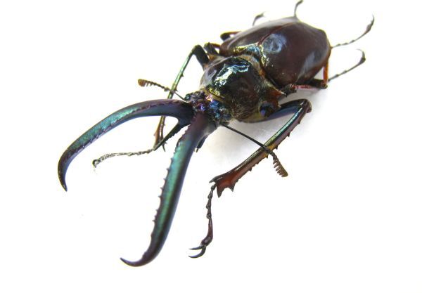 [ specimen ] obtaining defect *Paratype tent metaliks Chile stag beetle (ssp holometallicus: Chile south part Aysen)*46.9 millimeter 