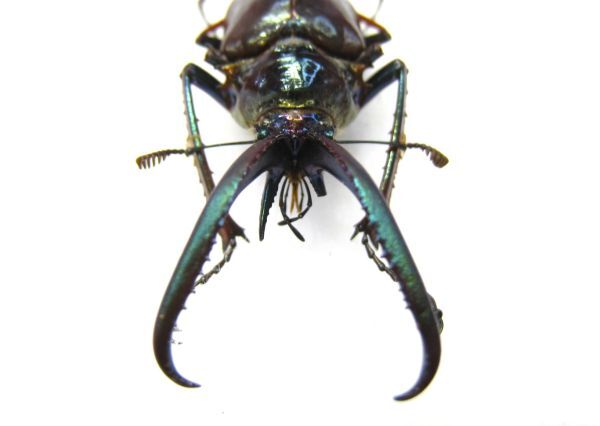 [ specimen ] obtaining defect *Paratype tent metaliks Chile stag beetle (ssp holometallicus: Chile south part Aysen)*46.9 millimeter 