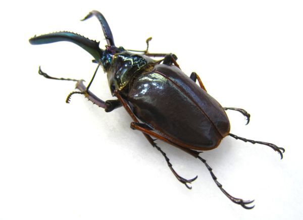 [ specimen ] obtaining defect *Paratype tent metaliks Chile stag beetle (ssp holometallicus: Chile south part Aysen)*46.9 millimeter 