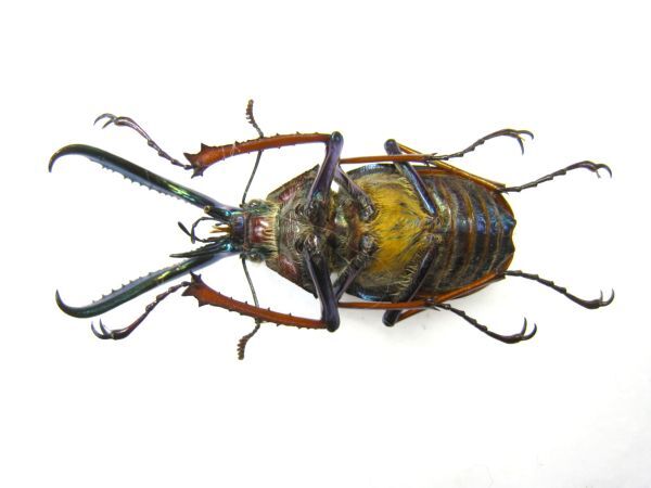 [ specimen ] obtaining defect *Paratype tent metaliks Chile stag beetle (ssp holometallicus: Chile south part Aysen)*46.9 millimeter 