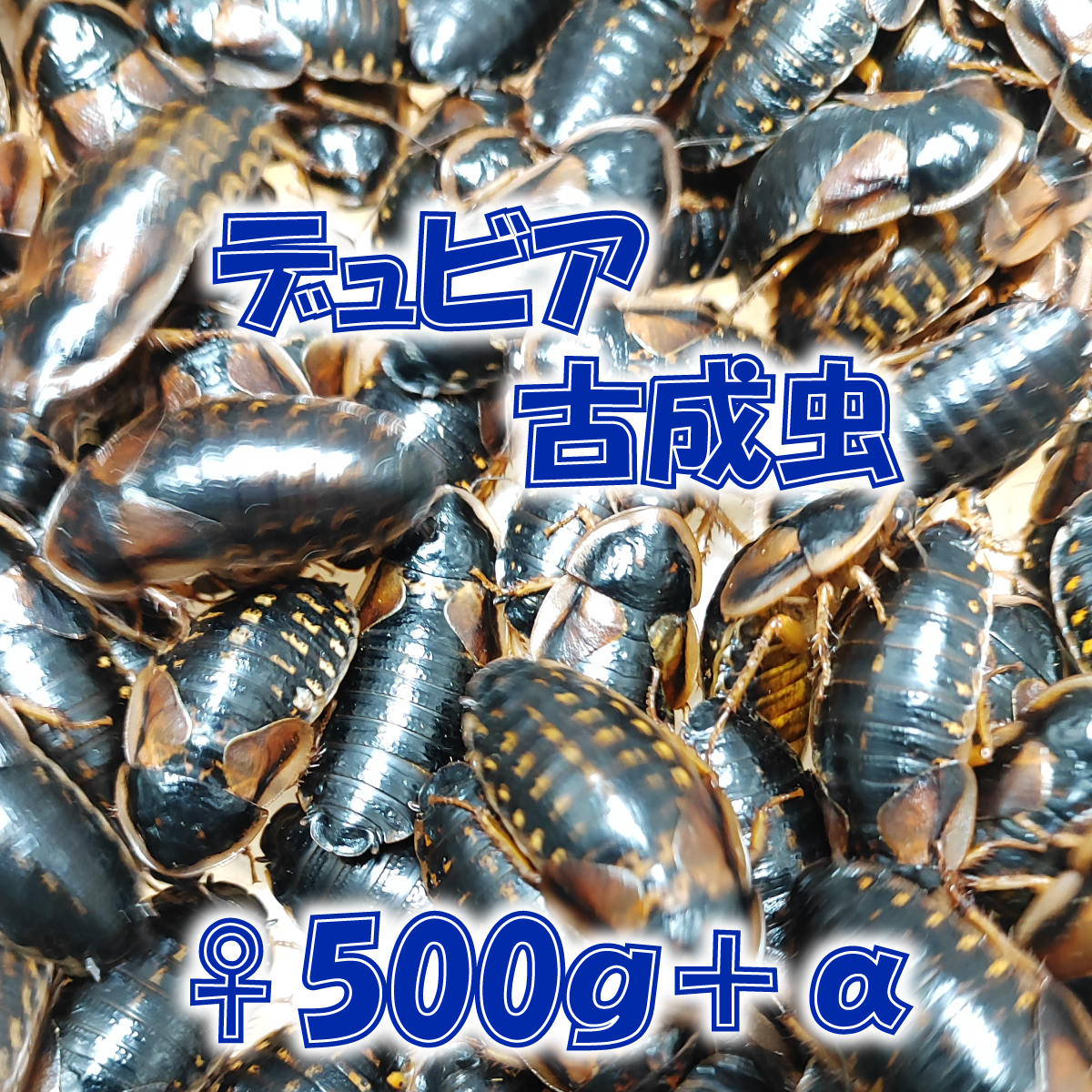 デュビア 古成虫 メス500g＋補償分10％_画像1