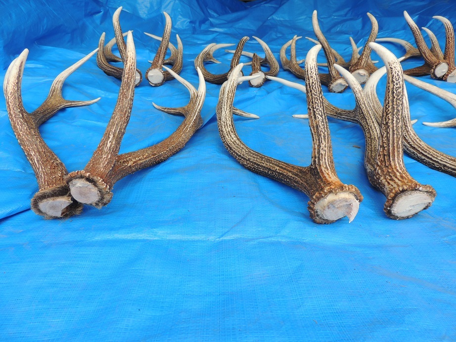  no. 350.ezo deer hunting angle 72~79cm till middle angle ~ large angle diagonal 8 against total 16ps.