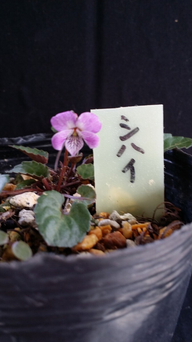 山野草 スミレ科 シハイスミレ   栃木県産 紅花が可憐で愛らしい。の画像3