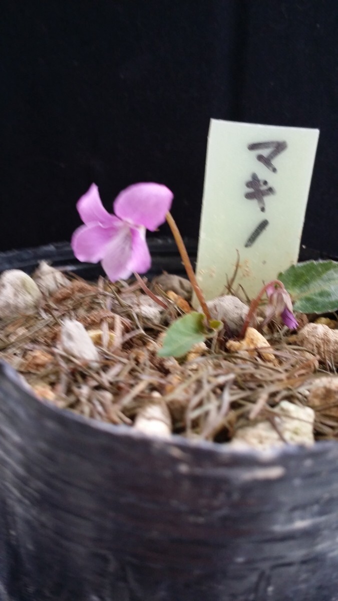 山野草　スミレ科　マキノスミレ　　　　栃木県産　小形の容姿に紅花が愛らしい。_画像3