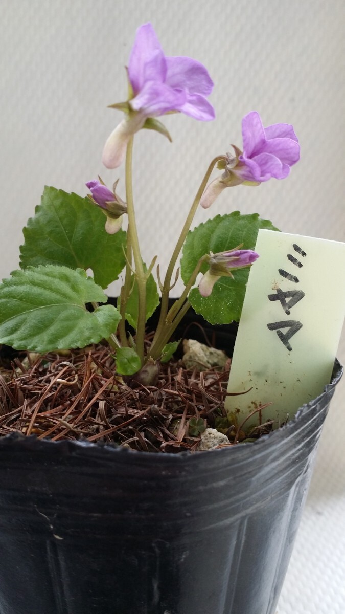 山野草　スミレ科　ミヤマスミレ　　　栃木県産　青紫色の大輪花が豪華で見応え充分。花は終わりました。_画像2
