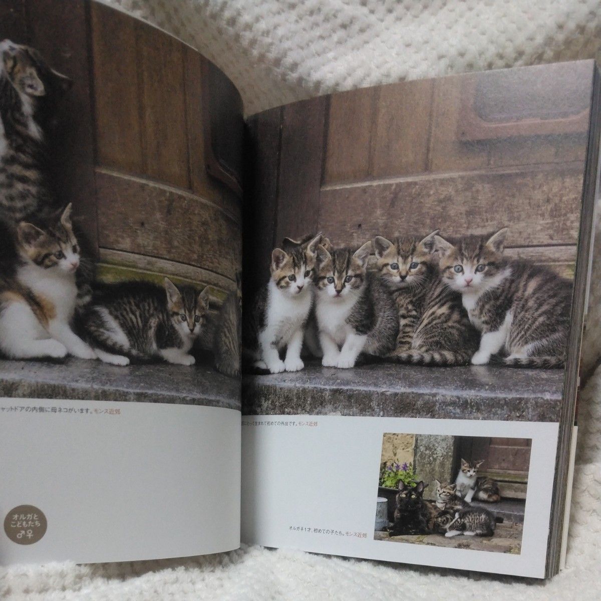 岩合光昭の世界ネコ歩き(写真集)