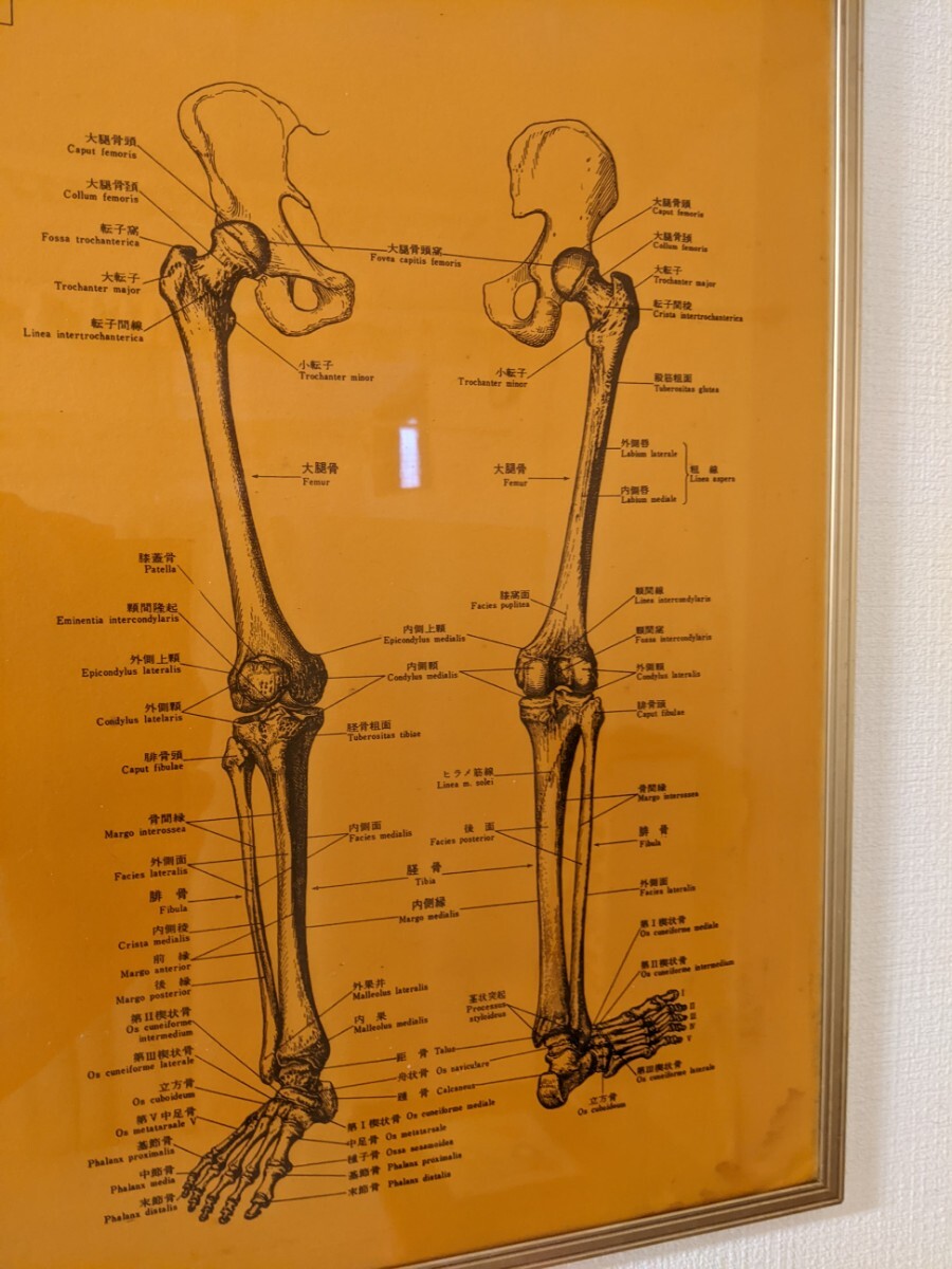 四肢骨　額装　壁掛け　四肢骨の部位名_画像2