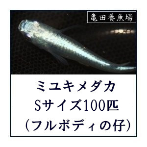 メダカ / ミユキめだか Sサイズ100匹セット (弱光~フルボディ) 青白ミックス 幹之めだか みゆきメダカ / 送料無料_画像1