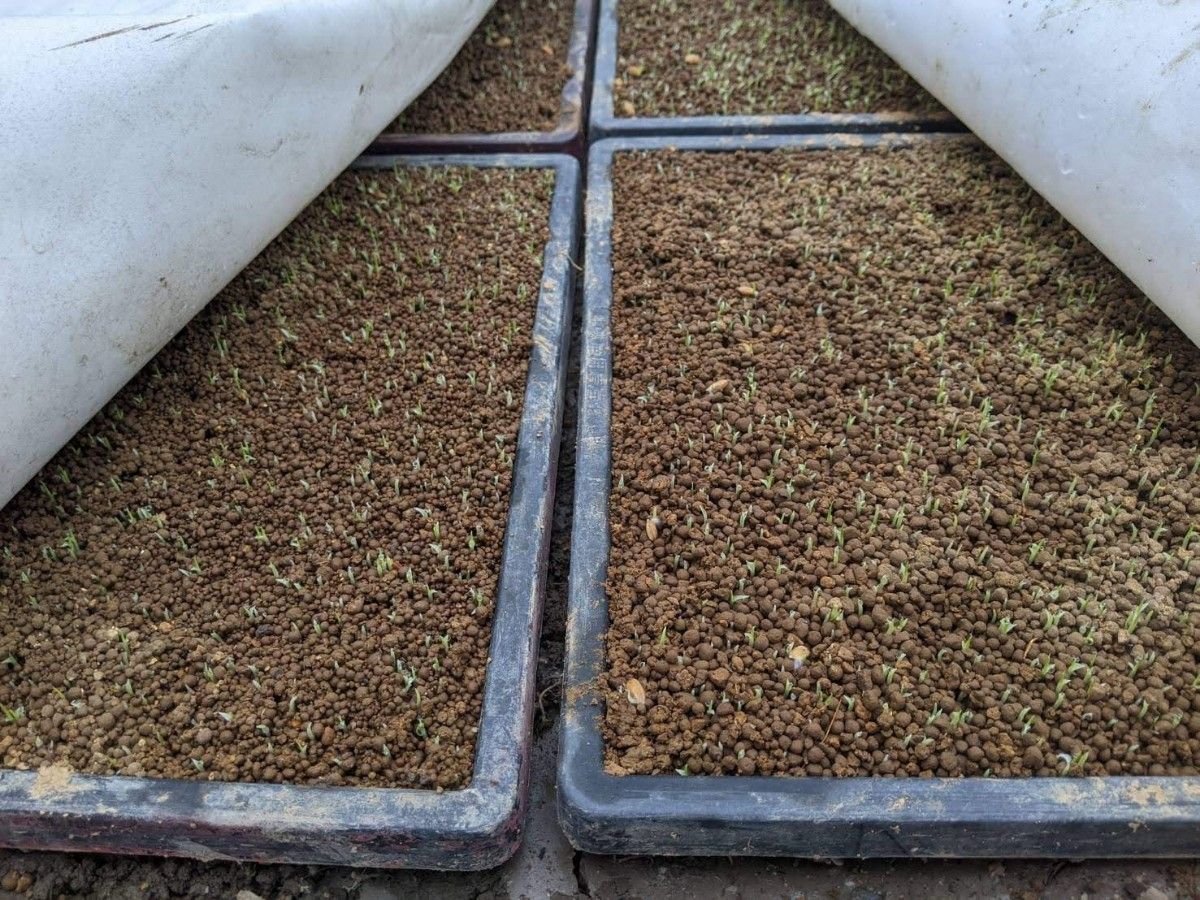 農薬・除草剤不使用　米粉900ｇ　自然農法いのちの壱　農家直送