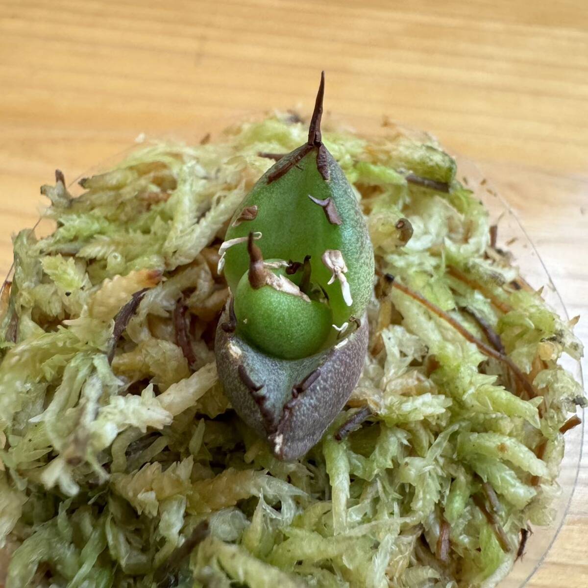 多肉植物 塊根植物 特選 アガベ チタノタ ハデス 子株 発根済 Agave titanota Hades オテロイ シーザー 金剛 sodの画像5